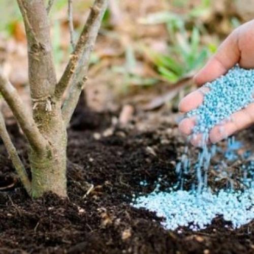 Чем подкормить яблоню весной. Правила введения весенних подкормок: что должен знать садовод 10 Чем подкормить яблоню весной. Правила введения весенних подкормок: что должен знать садовод 10