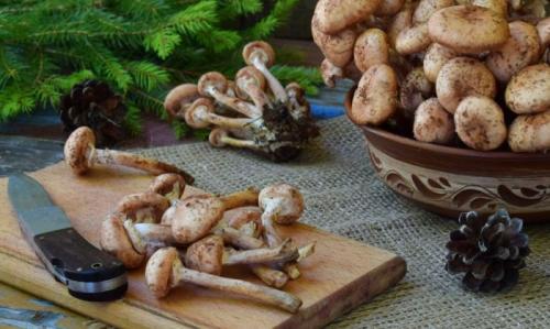 Сколько варить опята перед маринованием. Нужно ли как правильно и сколько варить опята