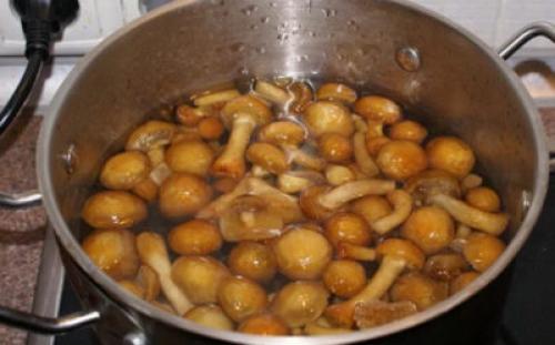 Сколько минут отваривать опята перед заморозкой. Сколько варить опята: готовим свежие или замороженные грибы