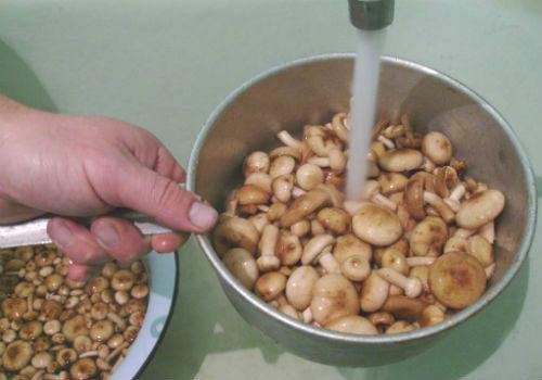 Нужно ли варить опята перед заморозкой. Опята: правила выбора, подготовка