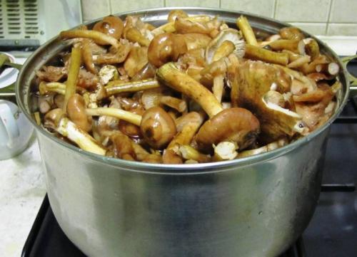 Сколько варить опята перед маринованием. Нужно ли как правильно и сколько варить опята