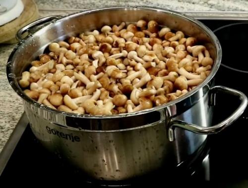 Сколько варить опята перед маринованием. Нужно ли как правильно и сколько варить опята