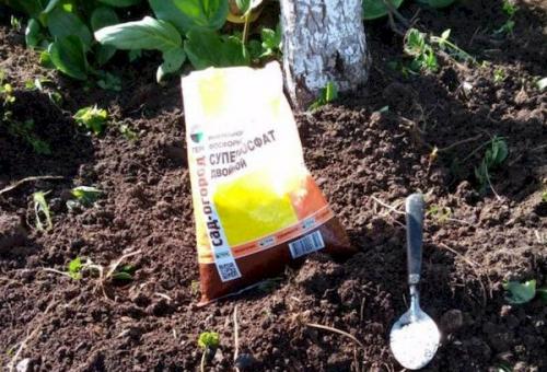 Подкормка яблонь летом. Летняя подкормка: когда и чем удобрять яблони