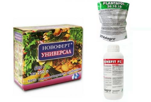 Подкормка яблонь летом. Летняя подкормка: когда и чем удобрять яблони