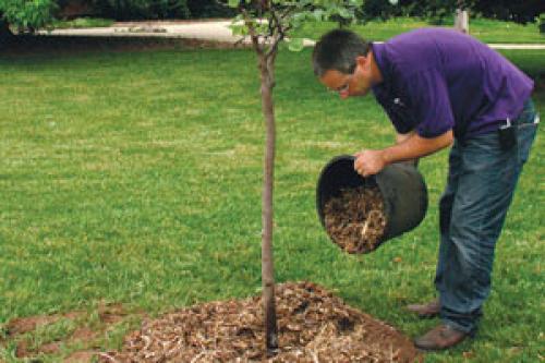 Подкормка яблонь весной. Весенняя подкормка яблонь: какие удобрения внести перед цветением