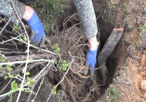 Какие особенности имеет пересадка смородины в зависимости от ее возраста. Когда лучше пересаживать черную и красную смородину?