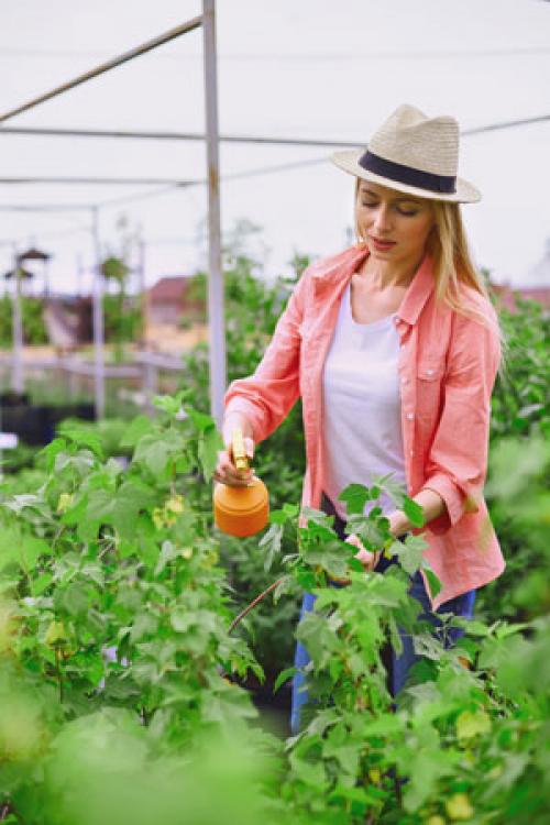 Как избежать повреждения корней смородины при пересадке. Обрезка смородины перед посадкой
