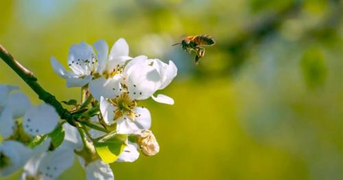 Подкормка яблонь после цветения. Почему важна подкормка после цветения?