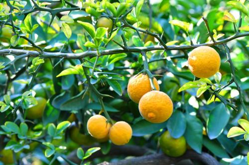 Узбекский лимон из косточки. Знакомьтесь, узбекский лимон! Рассказываю про особенности этого цитрусового, а также про варианты его самостоятельного выращивания — сложно, но попробовать можно