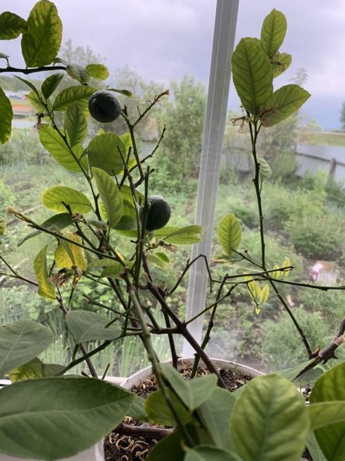 Узбекский лимон из косточки. Знакомьтесь, узбекский лимон! Рассказываю про особенности этого цитрусового, а также про варианты его самостоятельного выращивания — сложно, но попробовать можно