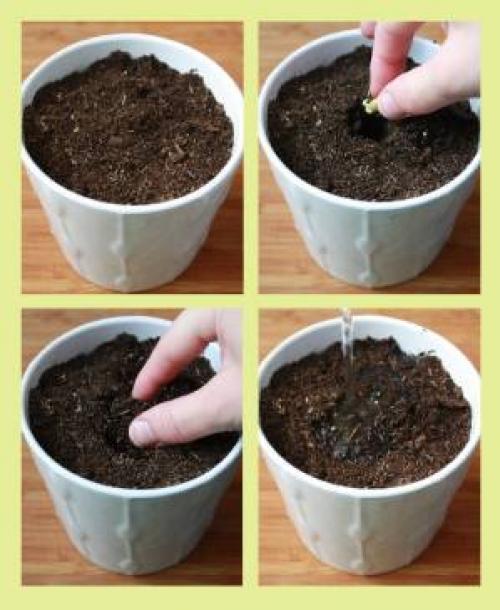 Лимон из косточки уход. Пошаговая инструкция по выращиванию лимона из косточки