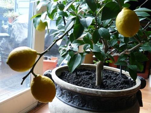 Выращиваем лимон из косточки в домашних условиях. Как вырастить лимонное дерево в домашних условиях