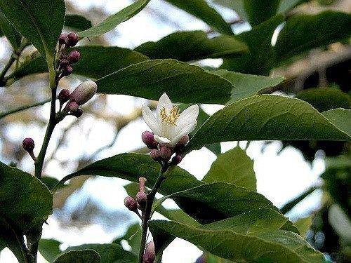 Лимон юбилейный уход в домашних условиях. Сорт лимонов Юбилейный: растим в комнате