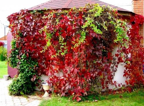 Вьющиеся растения для беседки в сибири. Многолетние вьющиеся растения для беседки