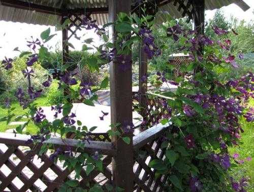 Вьющиеся растения для беседки в сибири. Многолетние вьющиеся растения для беседки