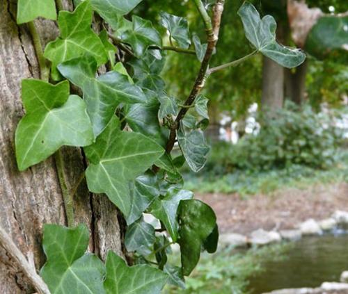 Вьющиеся растения для беседки в сибири. Многолетние вьющиеся растения для беседки