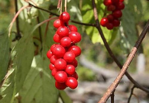 Цветы вокруг беседки. Многолетние вьющиеся растения для беседки