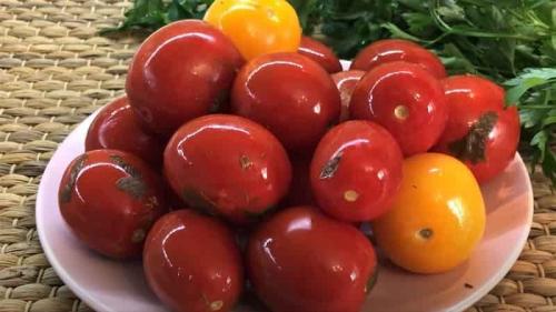 Соленые помидоры в ведре холодным способом. Как засолить помидоры в кастрюле (ведре) на зиму, как бочковые