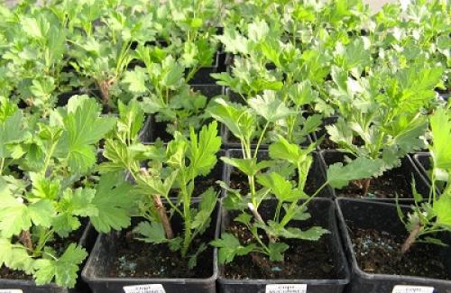 Пересадка крыжовника осенью на новое место. Когда посадить и как выбрать место для посадки?