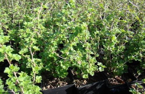 Пересадка крыжовника осенью на новое место. Когда посадить и как выбрать место для посадки?