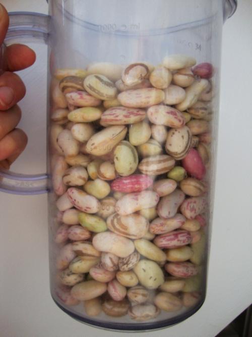 Лечо с фасолью простой рецепт. Лечо с фасолью на зиму