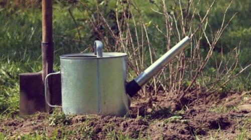 Пересадка смородины весной. Как пересадить смородину весной на новое место?