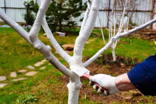 Уход за яблонями осенью и подготовка к зиме. Уход за яблоней осенью