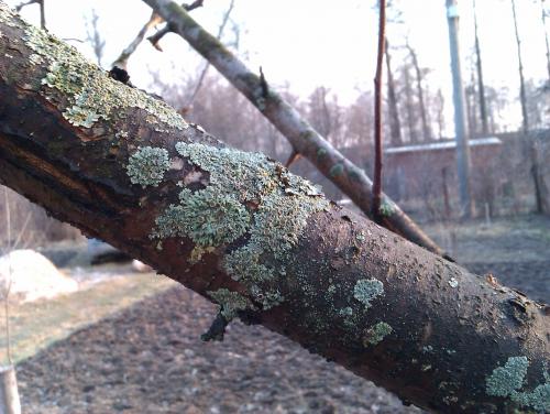 Уход за яблоней в августе. Подкормка яблонь в августе и осенью. Подготовка фруктовых деревьев к зиме