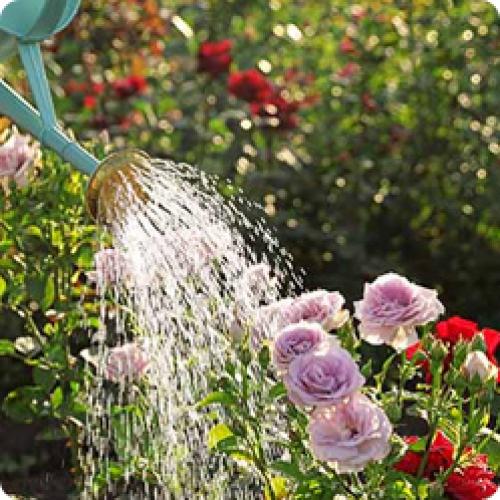 Чем подкормить розы в августе. ПРАВИЛЬНЫЙ УХОД ЗА РОЗАМИ В АВГУСТЕ