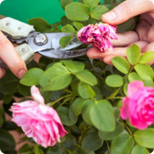 Чем подкормить розы в августе. ПРАВИЛЬНЫЙ УХОД ЗА РОЗАМИ В АВГУСТЕ