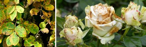 Чем подкормить розы в августе. ПРАВИЛЬНЫЙ УХОД ЗА РОЗАМИ В АВГУСТЕ