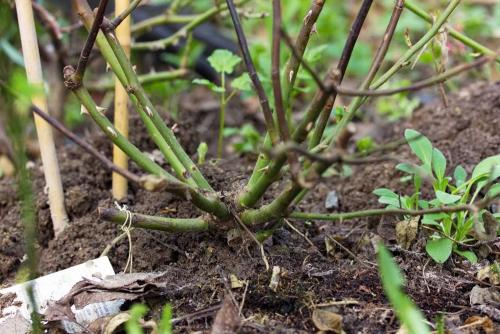 Укрытие роз на зиму листвой. Можно ли укрывать розы на зиму листвой – плюсы и минусы данного способа