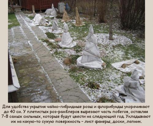 Укрытие для роз своими руками. Как сделать укрытие?