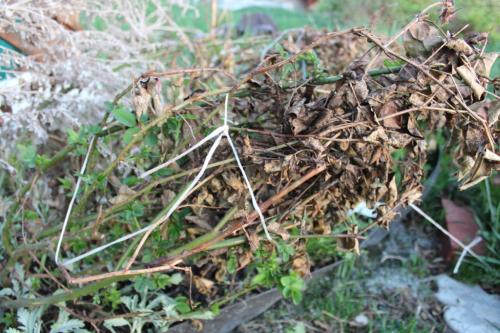 Укрытие роз на зиму листвой. Можно ли укрывать розы на зиму листвой – плюсы и минусы данного способа