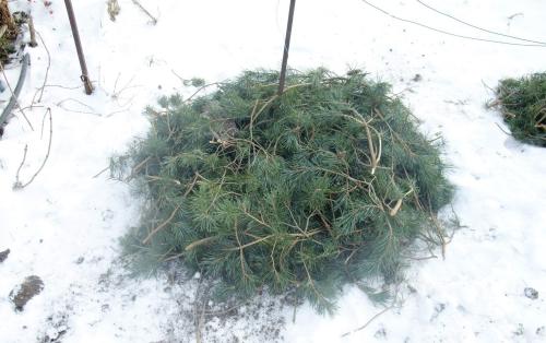 Укрытие роз на зиму листвой. Можно ли укрывать розы на зиму листвой – плюсы и минусы данного способа