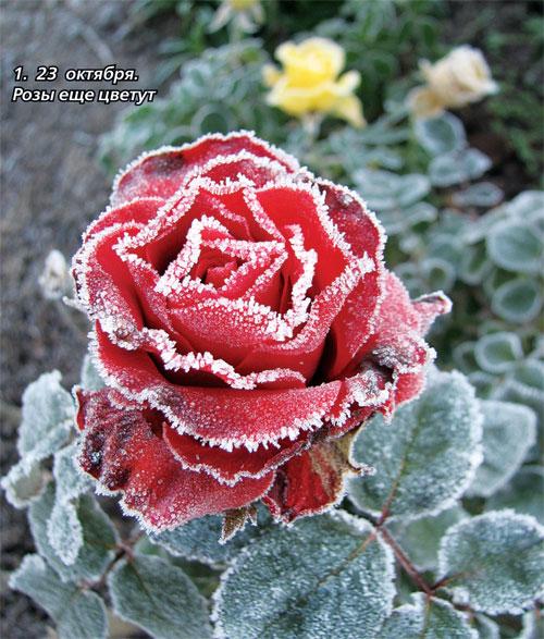 Как ухаживать за розами в сентябре. Обрезка роз осенью: как правильно сделать 03 Как ухаживать за розами в сентябре. Обрезка роз осенью: как правильно сделать 03