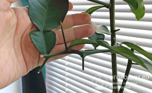 Плохо растет комнатный лимон. Чем подкормить лимон в домашних условиях