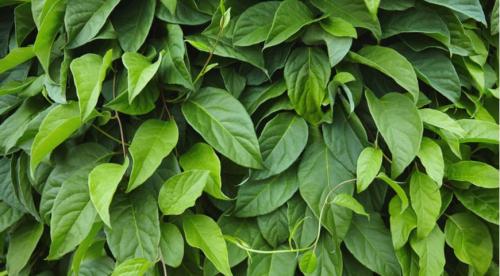 11 лучших многолетних лиан для арок. Цветущие виды лиан-многолетников 02