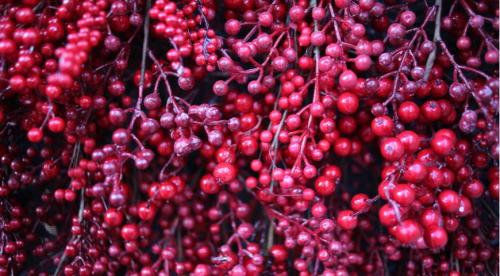 11 лучших многолетних лиан для арок. Цветущие виды лиан-многолетников 03