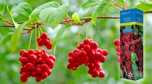 11 лучших многолетних лиан для арок. Цветущие виды лиан-многолетников 01