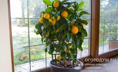 Плохо растет комнатный лимон. Чем подкормить лимон в домашних условиях