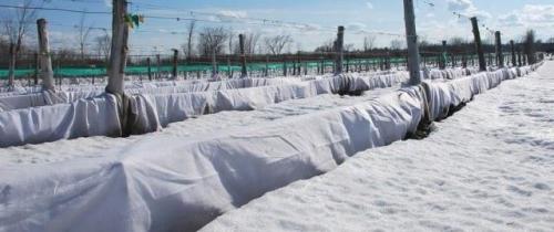 Укрытие роз на зиму спанбондом. Какие культуры нужно защищать спанбондом?