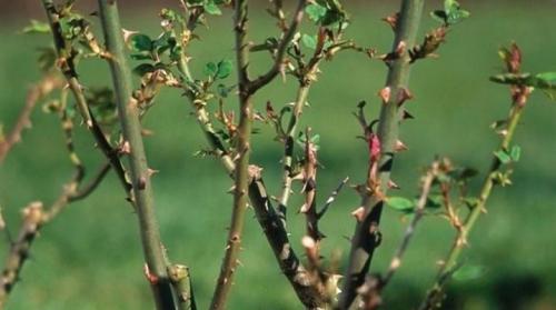 Защита роз на зиму. Как правильно подготавливать розы к зиме?