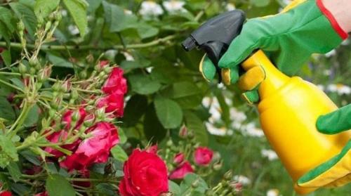 Подкормка роз народными средствами. Удобрения для роз и их использование