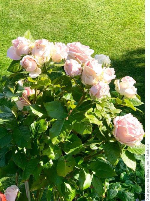 Укрытие для роз своими руками. Три способа укрытия роз на зиму