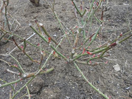 График подкормки роз. Примерная схема внесения удобрений под розы на протяжении сезона