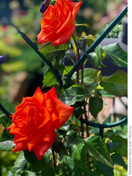 Укрытие для роз своими руками. Три способа укрытия роз на зиму