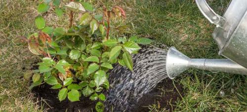 Фосфорно-калийные удобрения для роз. Оптимальные сроки внесения удобрений под розы