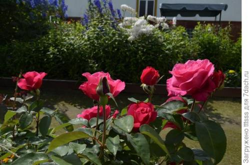 Укрытие для роз своими руками. Три способа укрытия роз на зиму