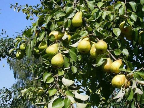 Совместимость красной смородины с другими деревьями и кустами. Какие растения нельзя сажать вместе со смородиной